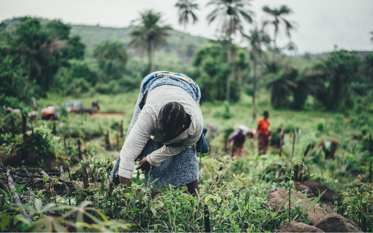 Eine Frau arbeitet in einem üppigen grünen Feld, während im Hintergrund weitere Menschen bei der Ernte helfen.