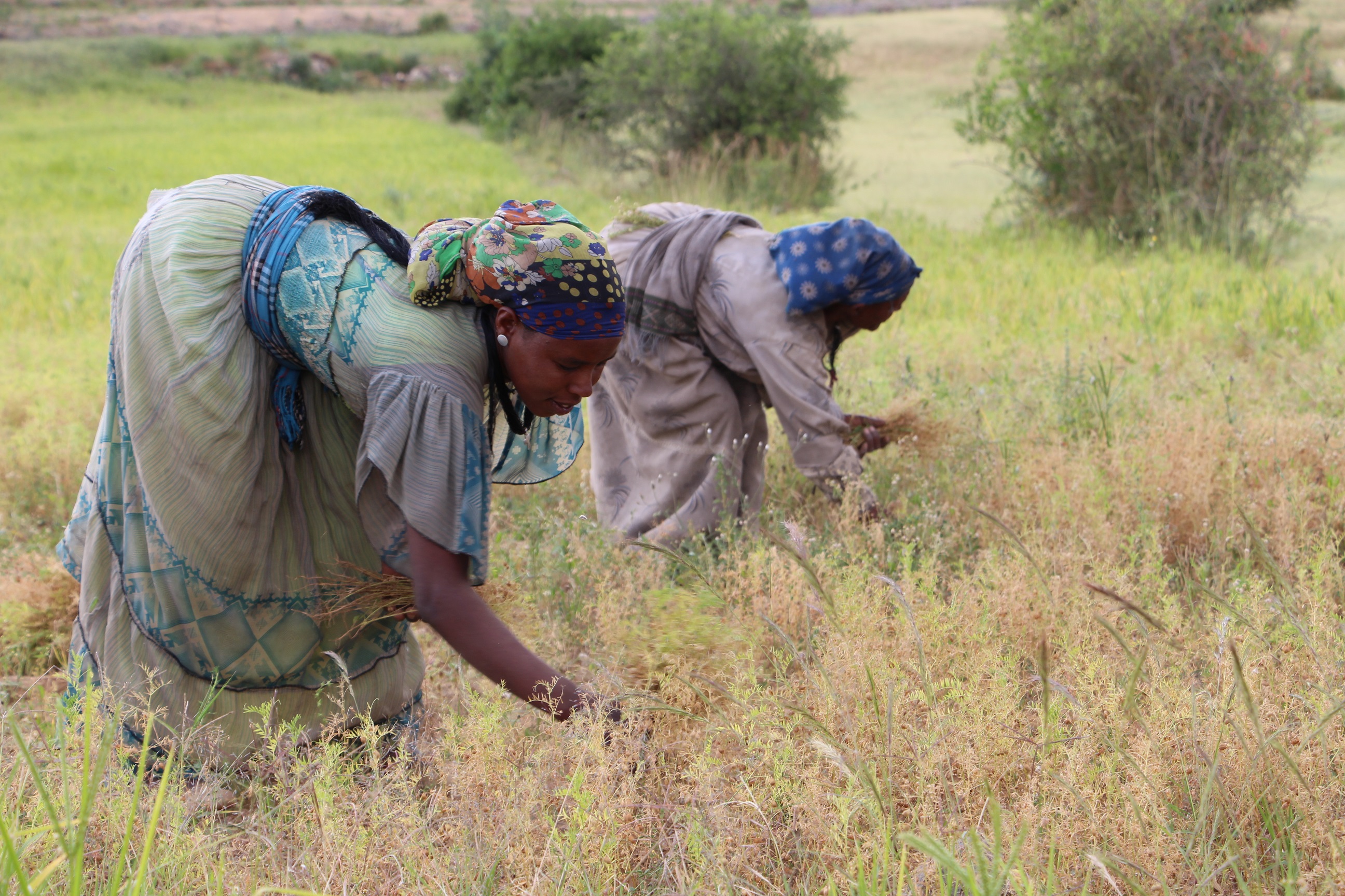 Woman at harvest. Photo: Dorothea Hohengarten/GIZ