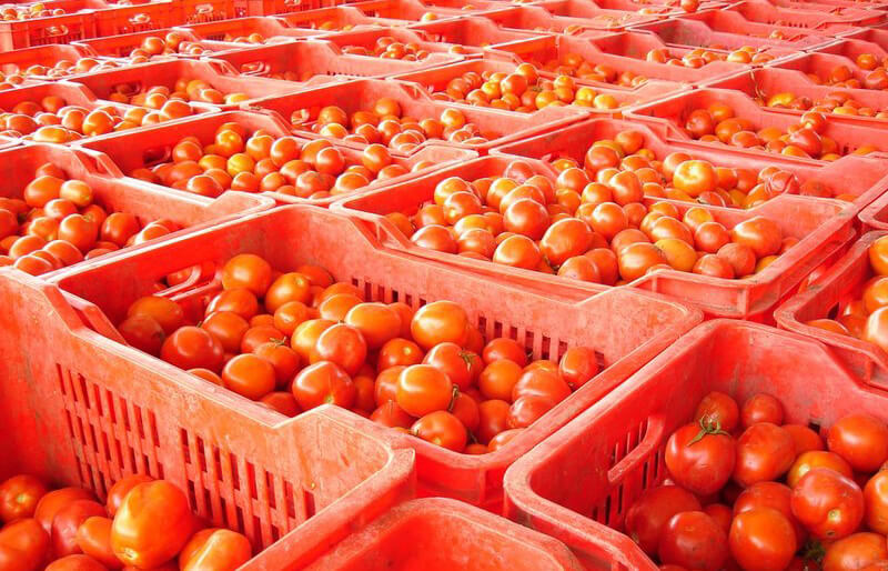 Rote Tomaten sind in zahlreichen roten Kisten gestapelt, bereit zur Verteilung in einer landwirtschaftlichen Halle.
