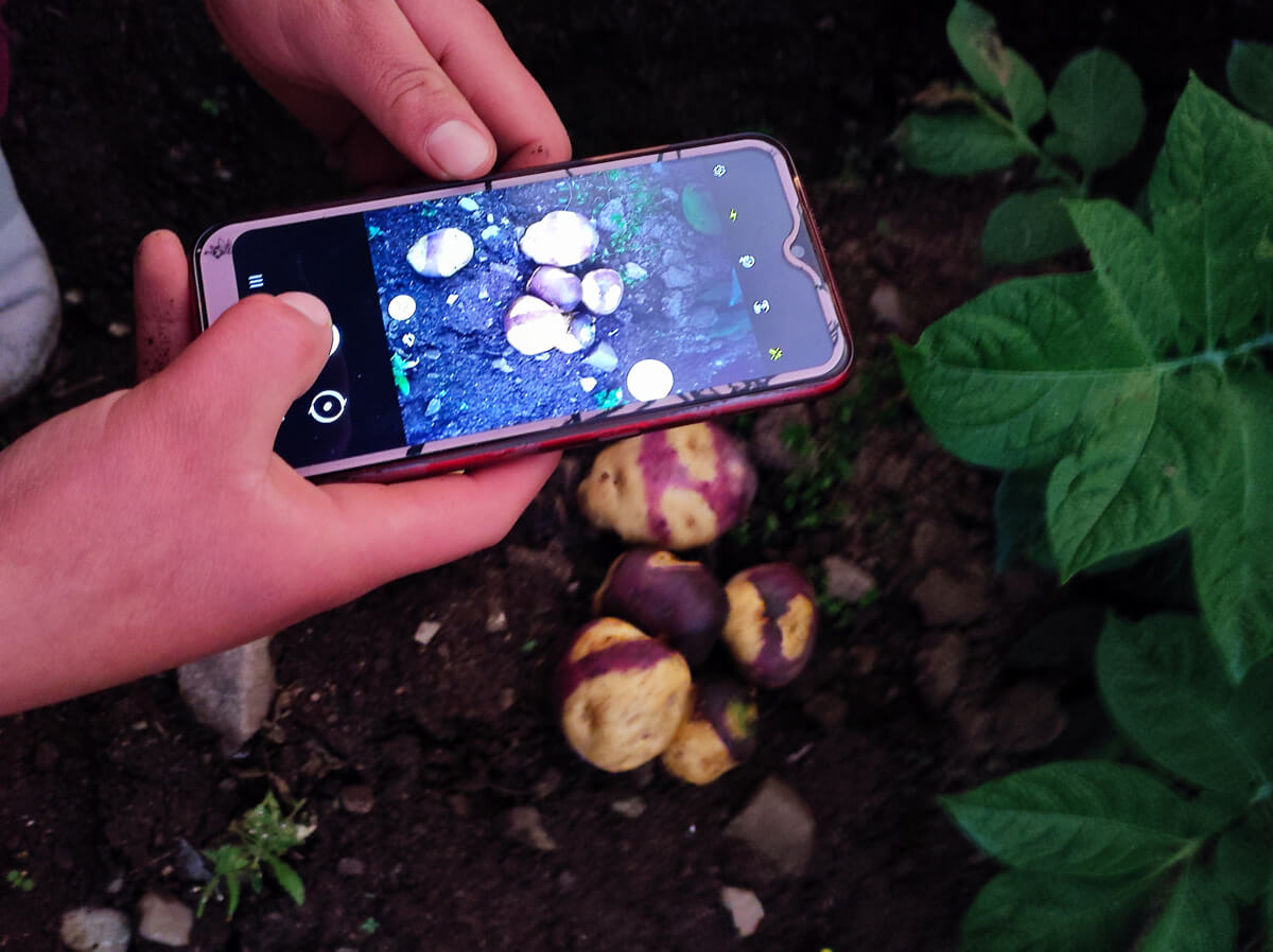 Eine Person fotografiert bunte Kartoffeln im Boden mit einem Smartphone, um die Vielfalt der Kartoffelarten festzuhalten.