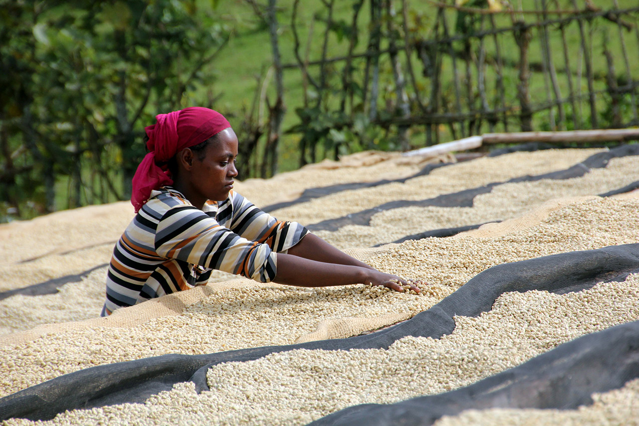 Eine Frau mit rotem Kopftuch wendet Kaffeebohnen, die auf Netzen in der Sonne trocknen.