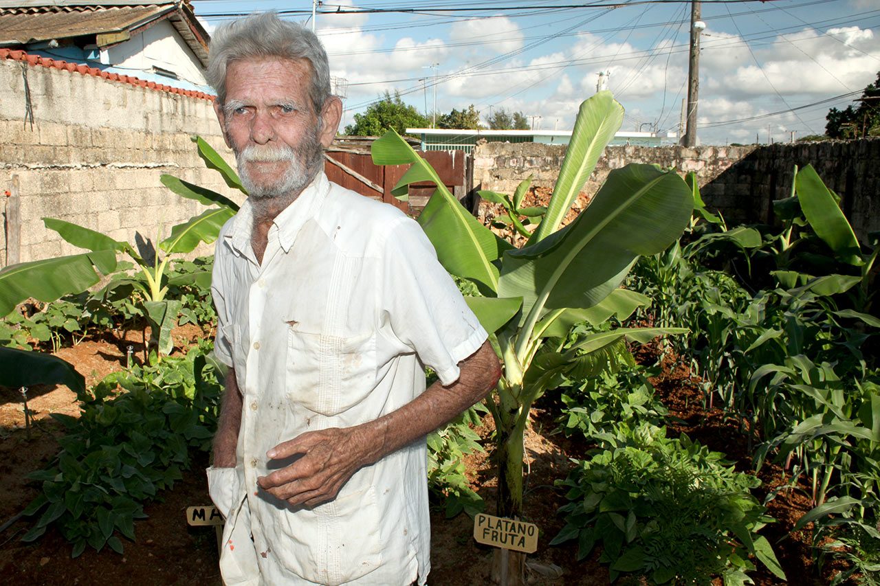 An elderly man stands in a lush garden with banana plants and vegetables on a sunny day.