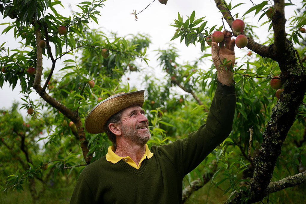 Ein Mann mit Strohhut pflückt lächelnd Pfirsiche von einem Baum in einem üppigen Obstgarten.