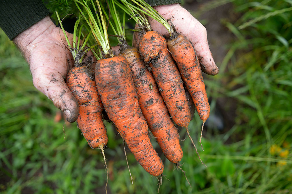 Eine Person hält frisch geerntete, erdige Karotten in beiden Händen über grünem Gras.