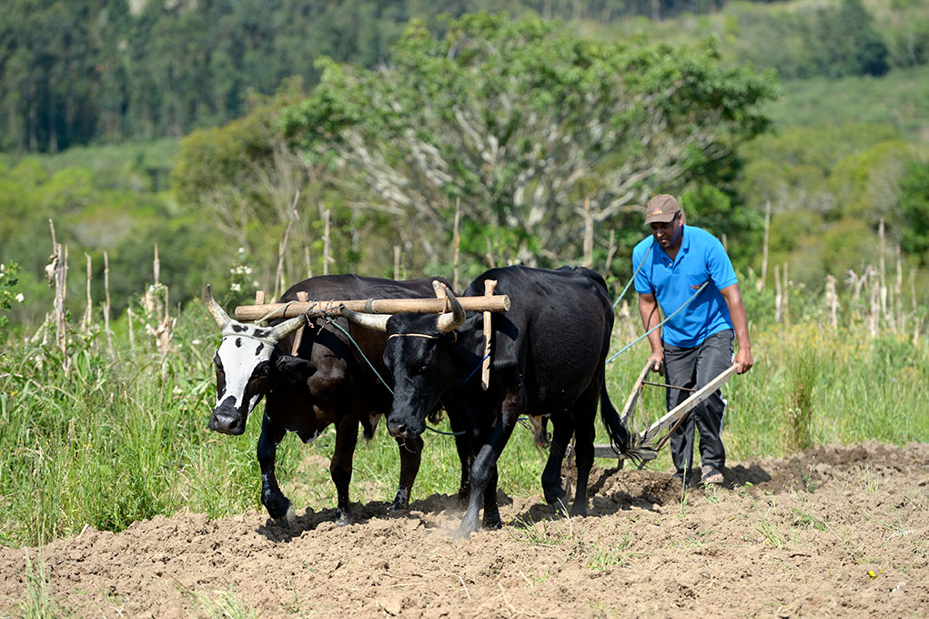 Ein Landwirt pflügt ein Feld mit zwei Ochsen vor einer malerischen Waldkulisse.