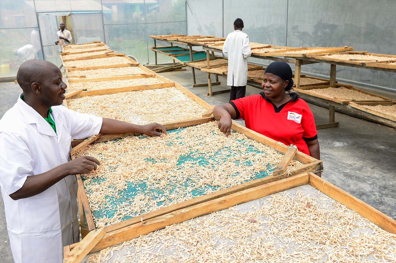 Two people examine trays of drying food in a Kenyan facility, discussing the process.