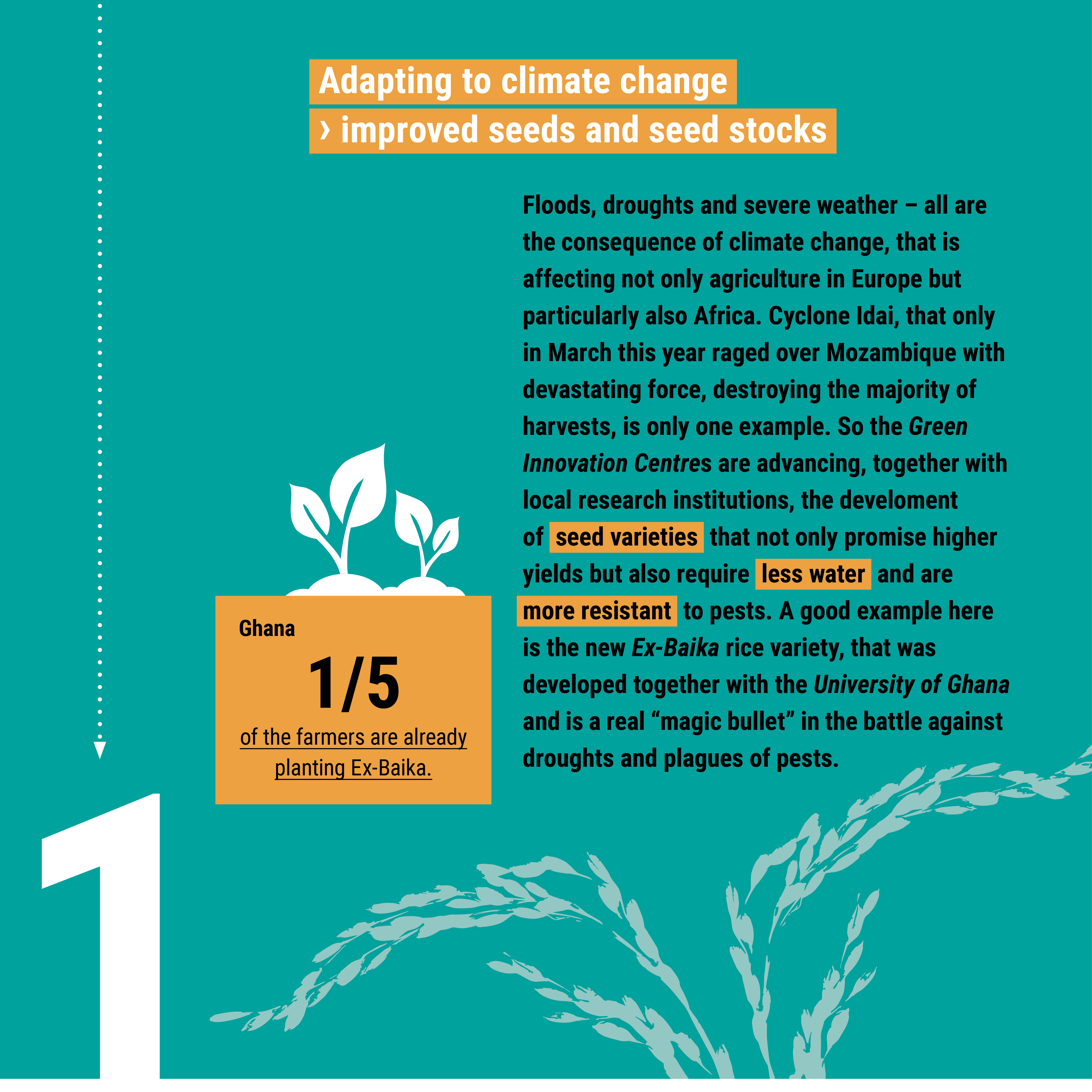 An infographic highlights Ghana's adoption of Ex-Baika rice as part of climate change adaptation and improved seed initiatives.