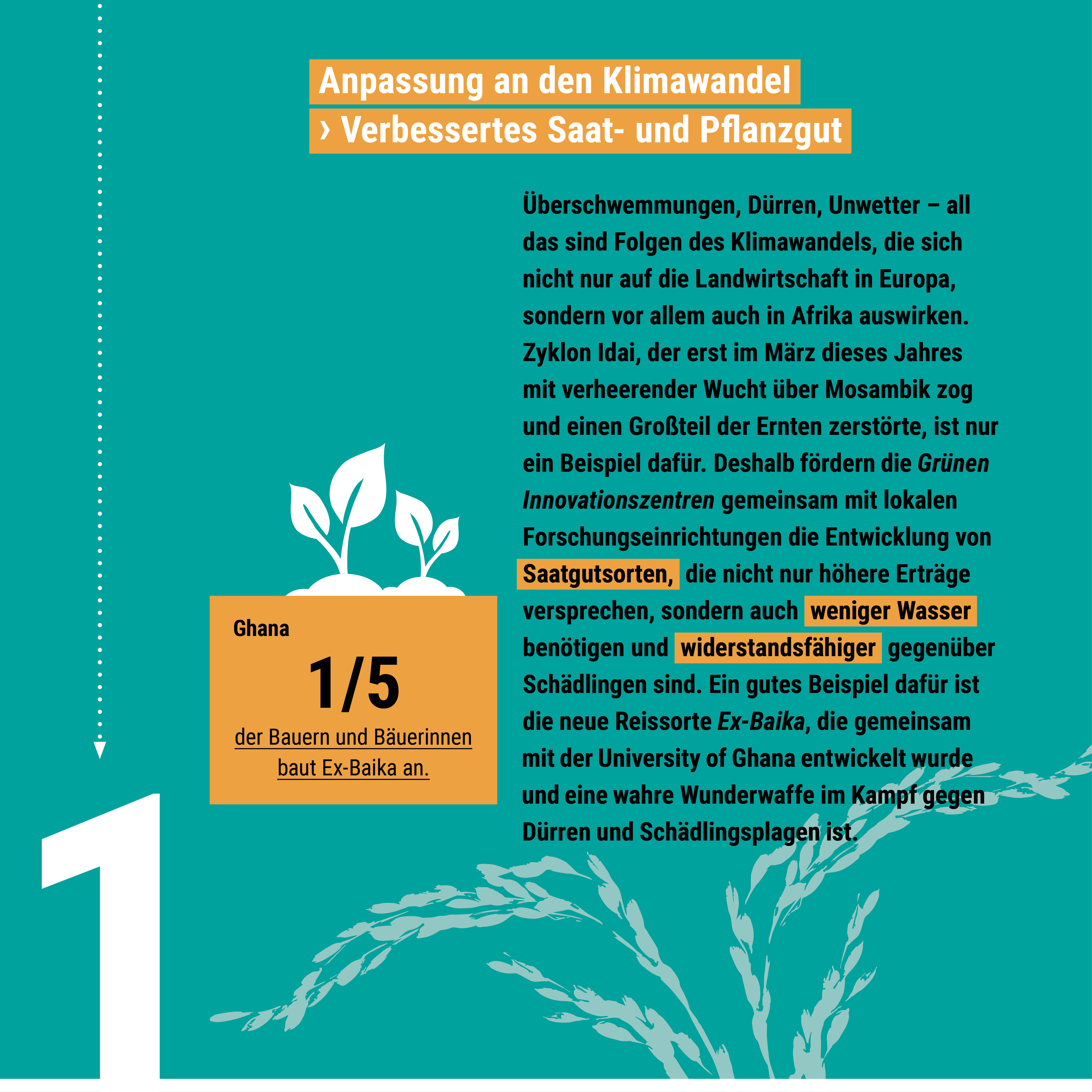 Infografik über klimawandelresistente Saatgutsorten zeigt Statistik zu Ghana, wo 1/5 der Bauern Ex-Baika anbaut.